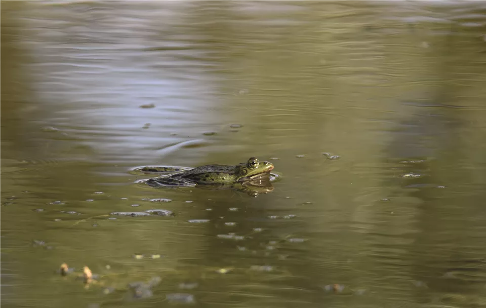 Teichfrosch.JPG